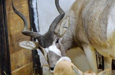 Antilopa, mláďa, ZOO