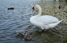 Kuchajda, labute, mláďatá