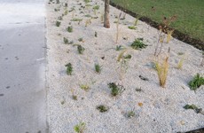 Záhony v parku Ostredky