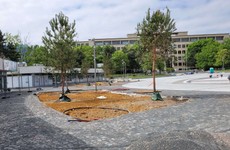 borovice,Námestie slobody