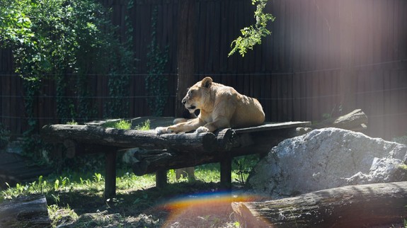 Smutné správy zo zoo: Ikonickú levicu Jawa museli utratiť, uhynul aj starý rys Drákula