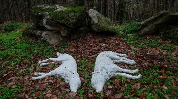 Zoo prichádza s ďalšími umeleckými dielami, zastrelené vlky vás chytia za srdce