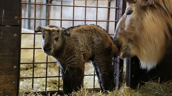 FOTO: V zoologickej záhrade sa narodilo krásne mláďatko vzácneho takina zlatého