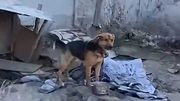 VIDEO: Muž týral psa, uviazanému zvieraťu nedával jesť ani piť