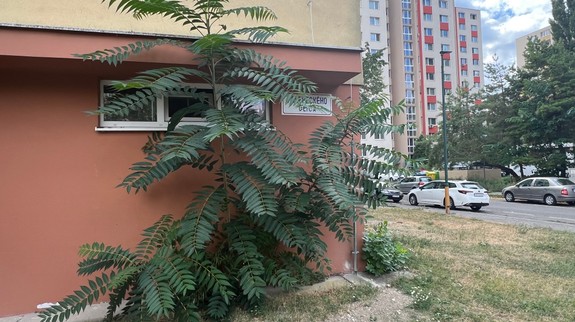 Petržalku trápi nová hrozba: Invázny a jedovatý pajaseň žliazkatý sa šíri ako mor