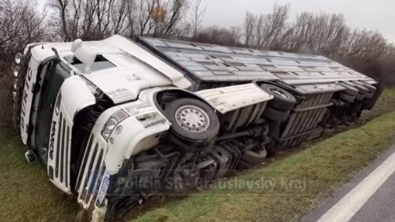 Na diaľnici v smere do Bratislavy sa prevrátil kamión so 63 býkmi