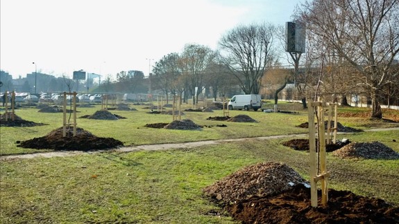 Mesto začalo vysádzať dreviny v rámci mestského ovocného sadu