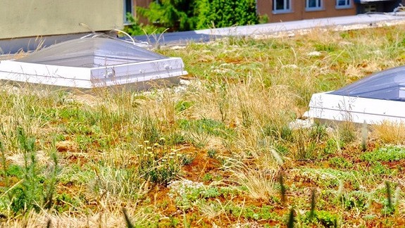 Mesto opäť podporí udržateľné hospodárenie so zrážkovou vodou. Koľko peňazí môžete dostať?