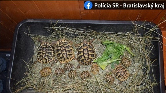 Štyridsaťročnej žene sa nepodaril kšeft s korytnačkami v hodnote takmer 6-tisíc eur