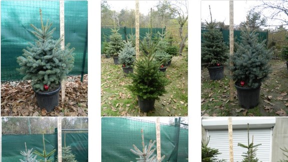 Dobrý nápad: Vedeli ste, že v Bratislave funguje požičovňa živých vianočných stromčekov?