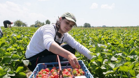 VIDEO: Ako to tento rok vyzerá so samozberom jahôd v Rajke a Dunajskej Lužnej?