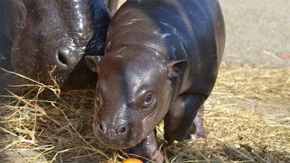 ZOO ukázala mláďa hrošíka libérijského, meno vyberú ľudia