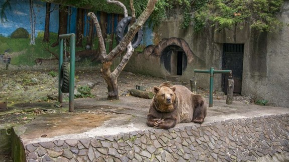 FOTO Dojímavý okamih: Medveď Félix vymenil v Zoo Bratislava po desiatkach rokov malý betónový výbeh za lesík a trávu