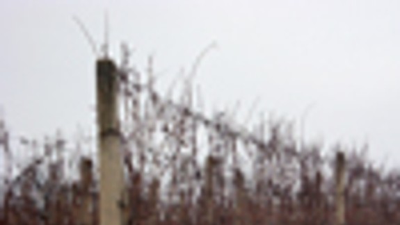 V Rači vinohradníci súťažili v orezávaní viniča