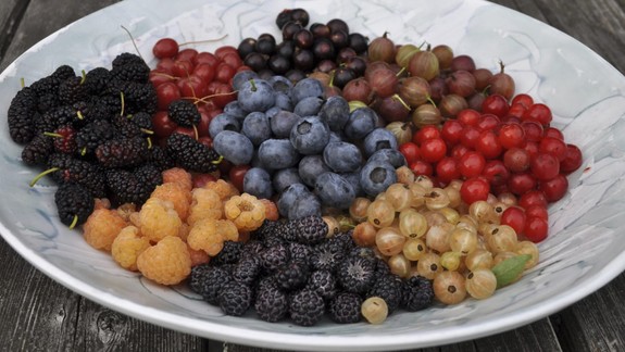 Radíme: Viete, prečo je dobré jesť egreše?