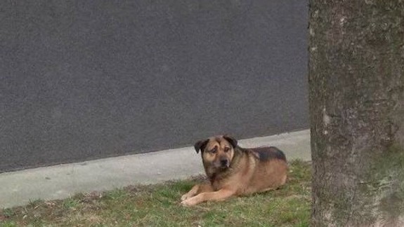 Nestratil sa vám pes? Vo Vrakuni sa jeden havo túla už tretí deň bez majiteľa...