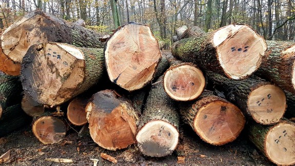 Nerúbali sme 100-ročné duby, išlo o obnovnú ťažbu, tvrdia Lesy SR