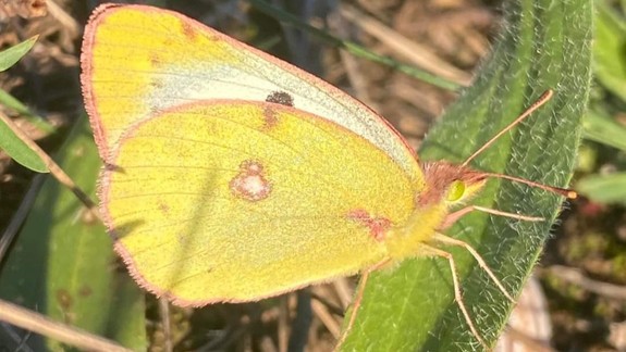 Krehká krása: Vo Francúzskom inštitúte sprístupnia fotografickú výstavu C. Fabiana a P. Demeša