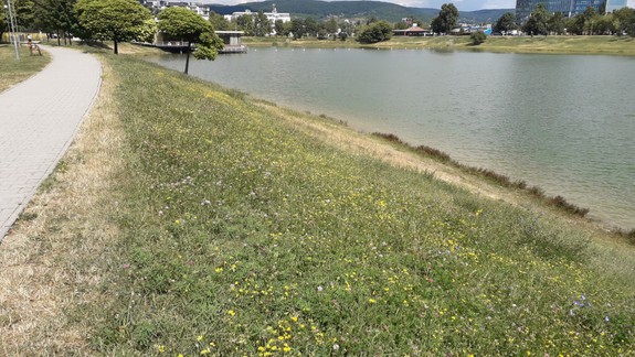 Imunoalergológ varuje: Lúčne plochy na sídliskách nie sú dobrý nápad, sú v nich okrem alergénov odpad a hlodavce