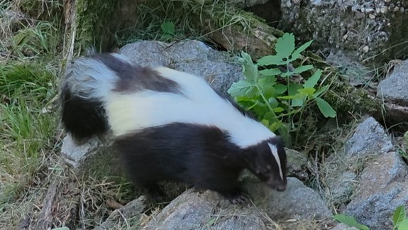Noví obyvatelia: V zoologickej záhrade pribudli tri skunky pruhované