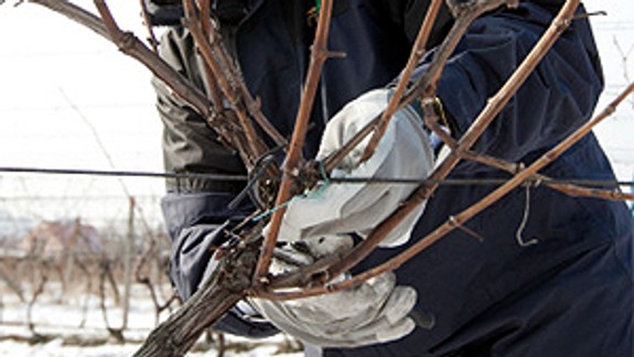 V reze viniča zvíťazil vinohradník Ján Borbély z Rače