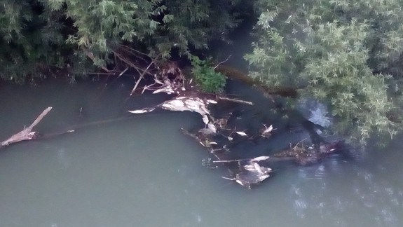 Ryby v Malom Dunaji mohli podľa rybára uhynúť aj pre nedostatok kyslíka. Koho zo znečistenia vody podozrieva starosta Vrakune?
