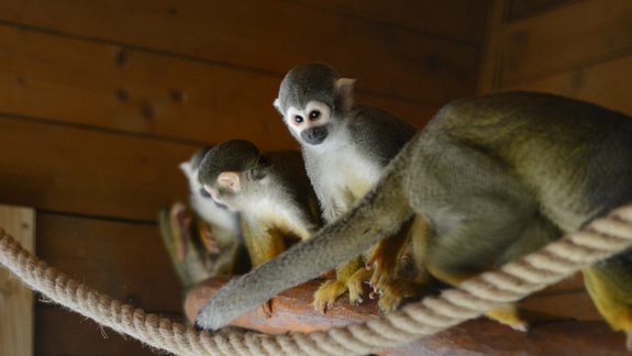 Zvieracia rodina v ZOO sa rozrástla. Prišli k nám malé opičky