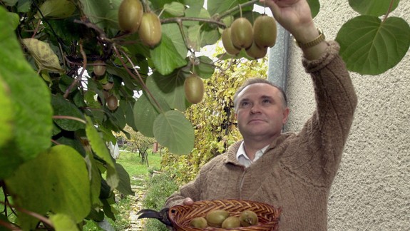 Radíme: Kivi je veľmi zdravé, ale v niektorých prípadoch by ste ho jesť nemali