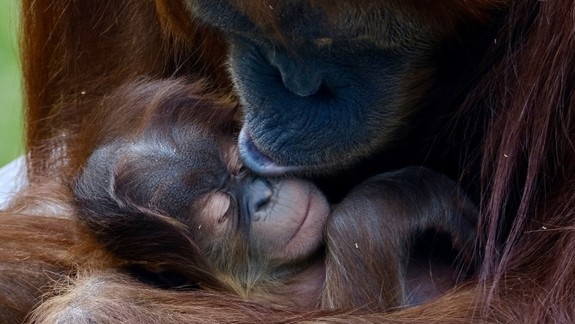 V zoo si pripomínajú Svetový deň orangutanov, môžete vidieť roztomilý prírastok