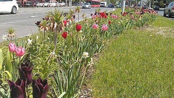 Mesto ponúka adopciu zelene: Cieľom je eliminovať samovoľné vysádzanie