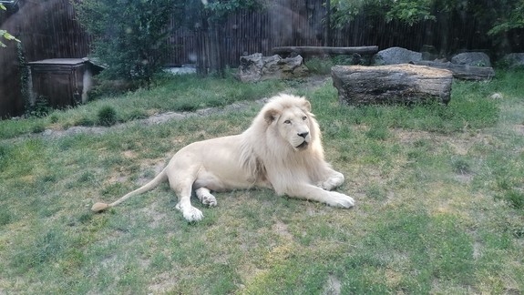 VIDEO: ZOO Bratislava čakajú veľké zmeny. Predstavila ich nová riaditeľka