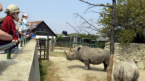 Tip na nedeľu: V ZOO môžete osláviť Svetový deň zvierat, pokrstia i malé zubríča