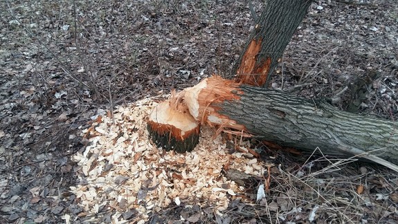 FOTO a VIDEO: Takáto paseka zostala ne brehu Dunaja po „hostine“ bobrov. Prečo si vybrali zdravé stromy?