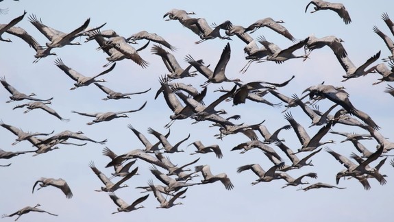 Na Slovensku počas EuroBirdwatch pozorovali vyše 13.000 vtákov