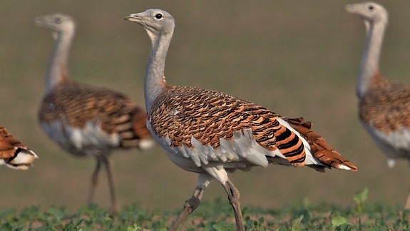 Úžasné: Pri Bratislave je aktuálne najvyššia hustota dropov na celom svete