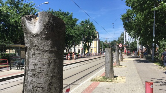 Neuveriteľné barbarstvo: Stromy na Štefanovičovej, o ktoré sa roky bojovalo, mestský podnik vyrúbal. Čo na to Vallo?