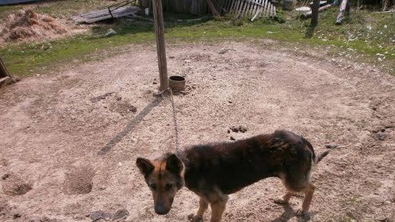 Návrh zákazu držania psa na reťazi smeruje opäť do parlamentu