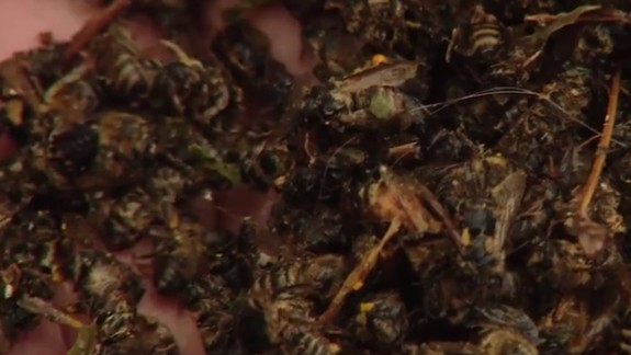 VIDEO: V Devínskej Novej Vsi uhynuli tisícky včiel