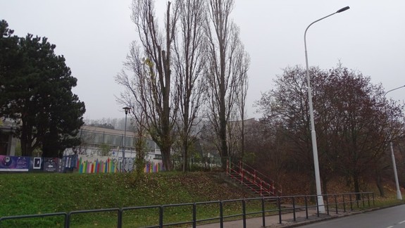 V Karlovej Vsi vykonávajú zimný výrub stromov, riadi sa presnými pravidlami