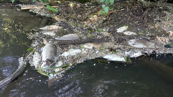 Hrozné: V Malom Dunaji hromadne uhynuli ryby, otrávila ich voda z čističky