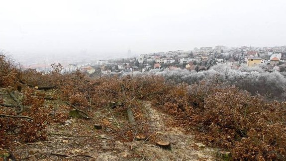 VIDEO - Ja som les, ty si les, my sme les, ale Kolibu sme si nechali vyrúbať pred očami!