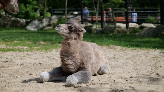 Milý prírastok: zoologickej záhrade sa narodilo mláďa ťavy Lesia