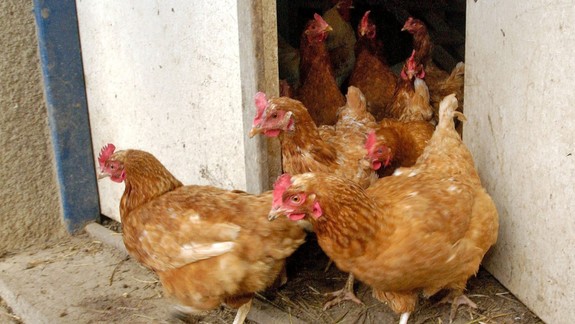 Závažné ochorenie: V Dúbravke sa objavila vtáčia chrípka, mestská časť vydala pre obyvateľov nariadenie