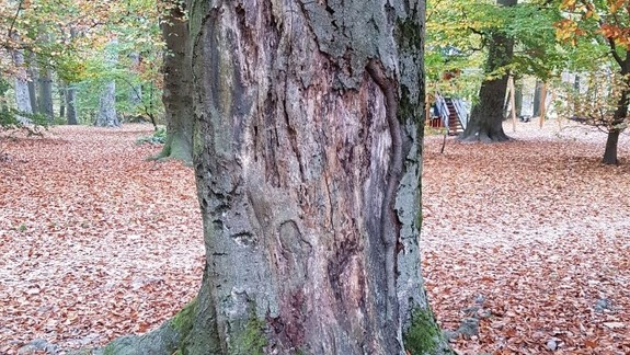 Tieto stromy na Partizánskej lúke a Kamzíku budú musieť vypíliť