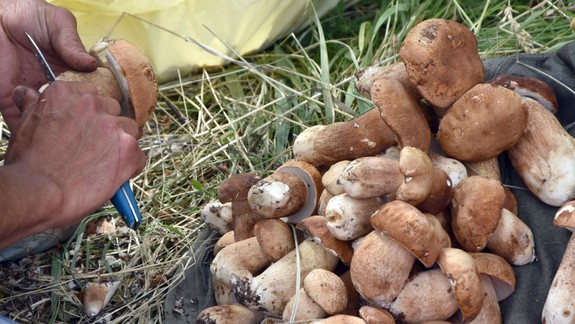 Polícia upozorňuje hubárov na prevenciu pred zlodejmi aj správne parkovanie