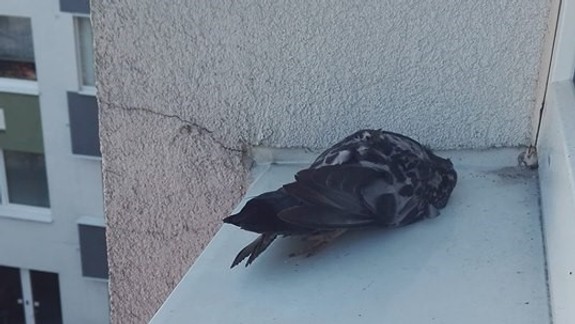 Čo robiť ak vám na parapete leží mŕtvy holub