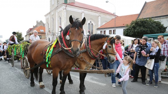 Dnes sa začína Modranské vinobranie. Čo pripravili organizátori?