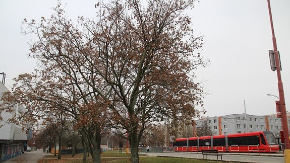 Neuveriteľná bezcitnosť: Neznámy páchateľ otrávil stromy v Karlovej Vsi