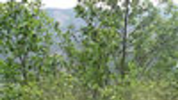 Na slávu parku v Dimitrovke sa už len spomína 