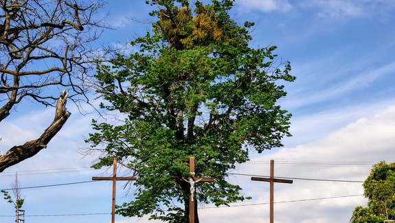 Deti sa môžu v máji vydať na púte venované sv. Františkovi z Assisi